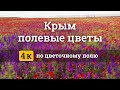 Полевые цветы в Крыму