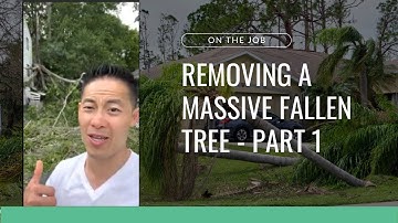 On the Job: Removing a Massive Fallen Tree - Part 1