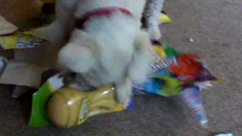 Pebbles.MOV