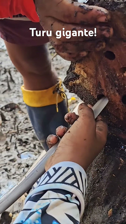 Our first time taking turu and it was already such a surprise. Full video on the channel. #manguezal