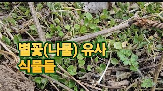 벼룩나물, 벼룩이자리, 별꽃(별꽃나물) 및 점나도나물류간의 구별