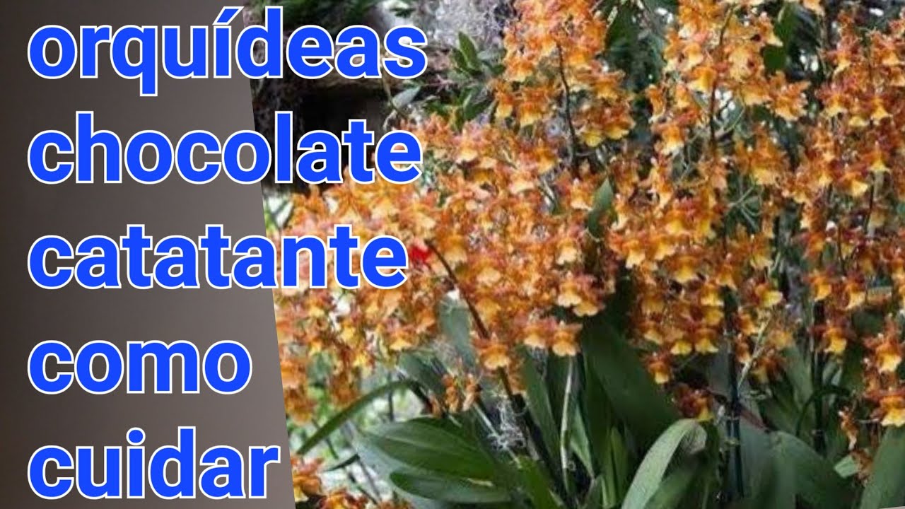 orquídeas odontocidium catatante como cuidar - thptnganamst.edu.vn