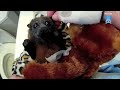 Juvenile flying-fox in care day 2:  this is Jacki-Rose