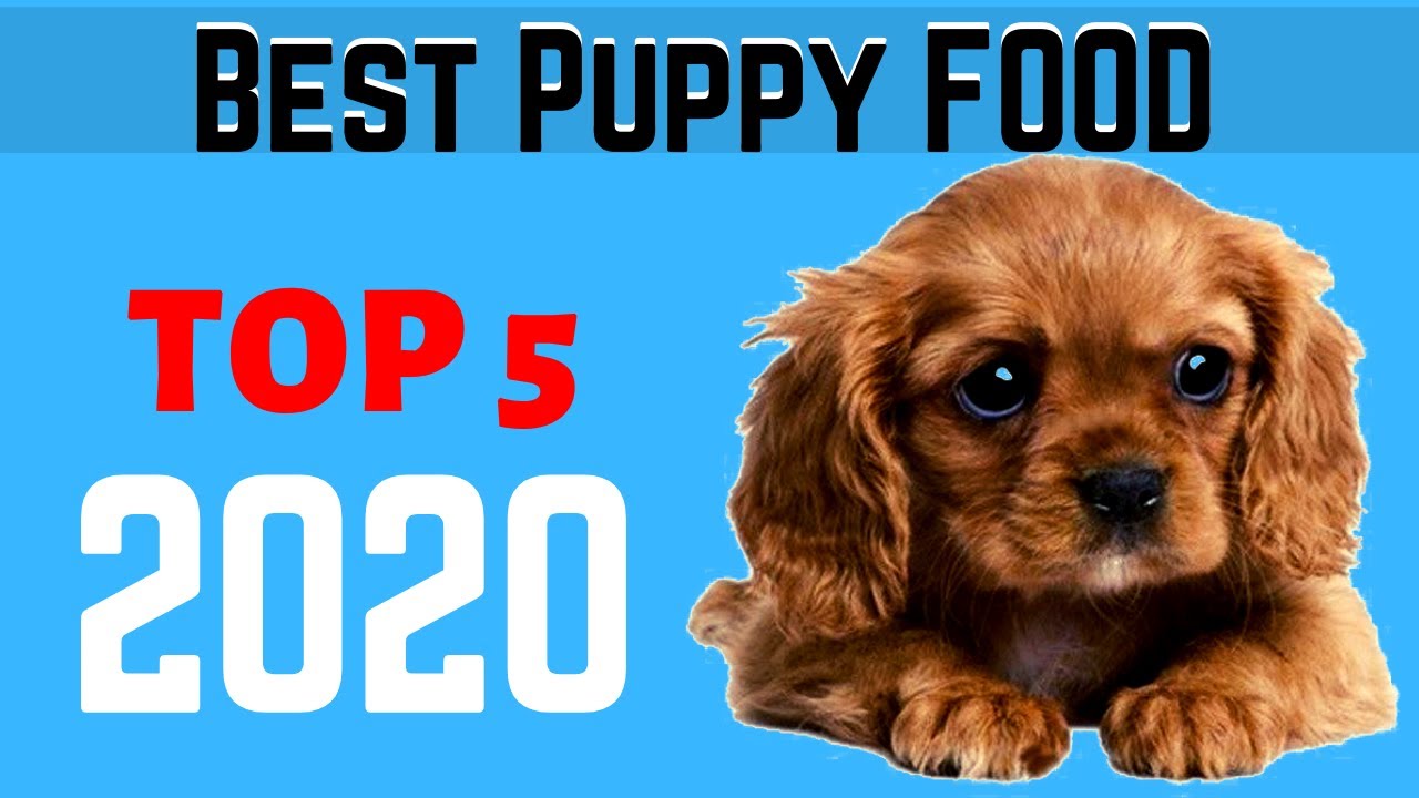 Best Dog food For Puppies in 2020 Top 5 best puppy food in Amazon