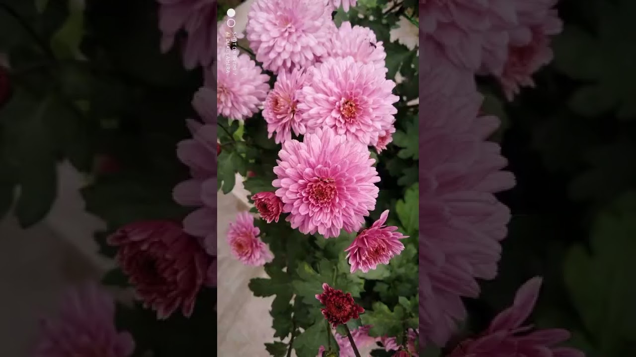 POV: You're obsessed with Flowers 🥀 #photography #flowers #shorts #viral #video