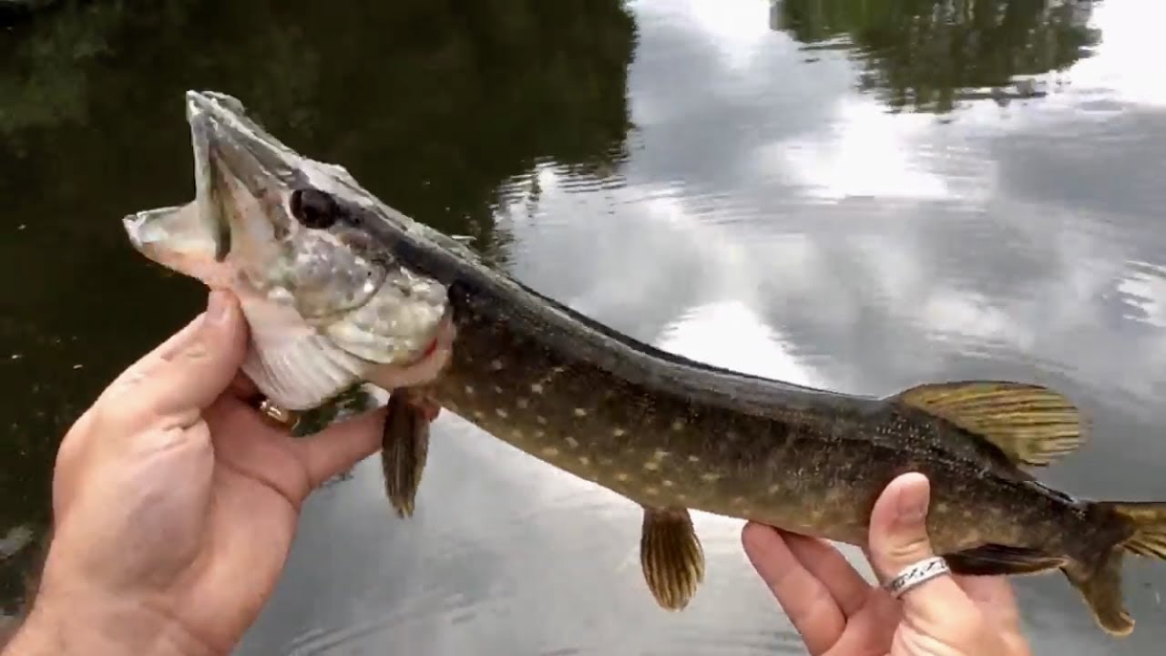 First time JigFly Pike fishing for me! 4 jacks in 3 hours with 4 jacks lost and a nice perch