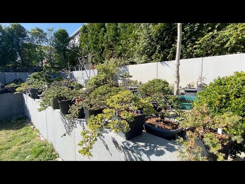 Loop door de bonsai-tuin plus een voorproefje van de volgende gekke bonsai-video&rsquo;s