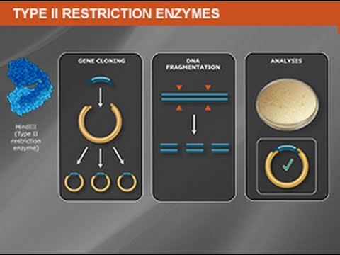 What is a Type II Restriction Enzyme?