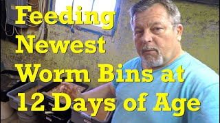 Bait station check & feeding of new 12 day old red wiggler worm bins  vermicompost