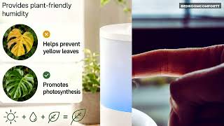 MegaWise Ultrasonic Cool Mist Humidifier — Full Review