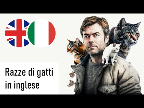 Razze di gatti in inglese (Voce maschile)