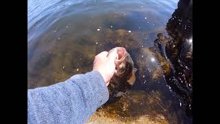 Smallmouth Fishing with Swimbaits!! (Xzone Swammers!!)