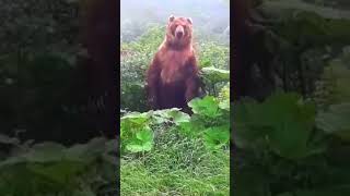 Произошла эта история  в небольшой российской деревне... Incredible encounters with bears in Russia!