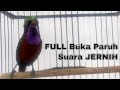 Konin Gacor Giras Tanpa Jedah Dimaster Dengan Kolibri Gacor Ngobra Full Mp3 - Mp4 Download