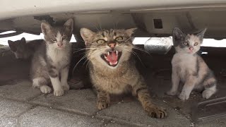 Angry Mother cat protects her Kittens and doesn't let anyone approach them.