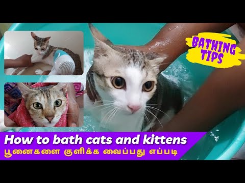 How to bath cats and kittens || Bathing tips || பூனைகளை குளிக்க வைப்பது எப்படி