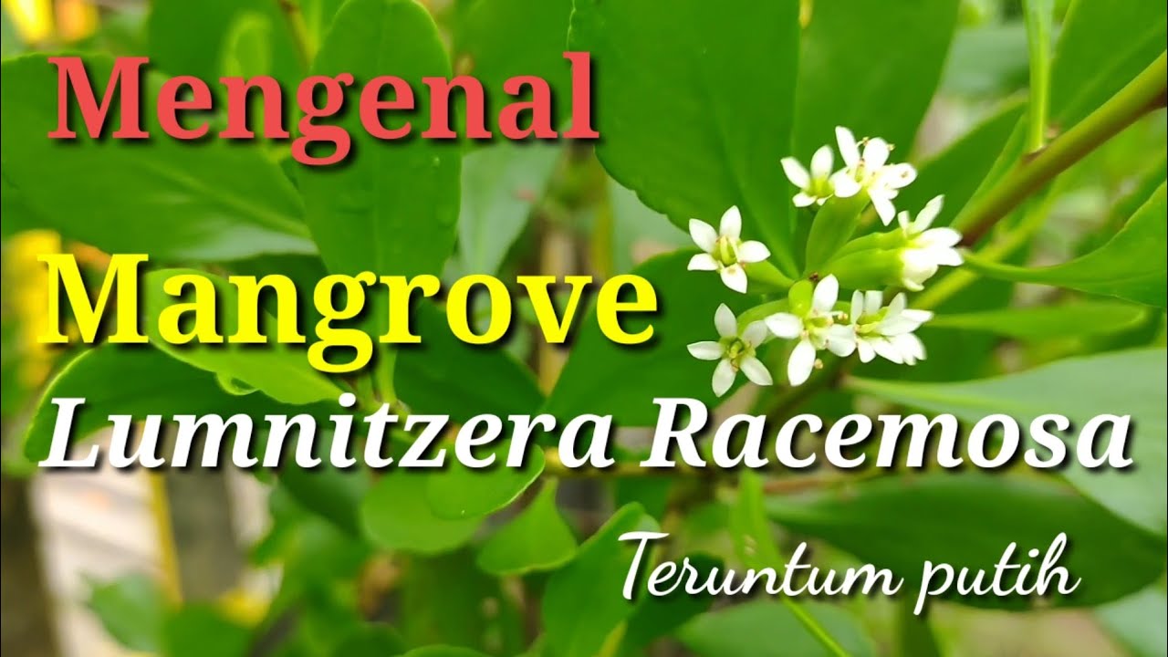 Cara mengetahui Mangrove Lumnitzera racemosa || Santigi Lanang || Teruntum Putih Sesup putih