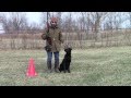 Training Your Labrador Retriever Puppy Part Seven Training Your Labrador Retriever Puppy Part Seven