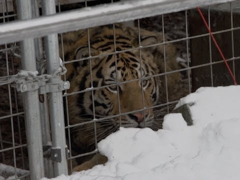 Video: Naujasis Ohajo įstatymas žada, kad priešais barus bus įdėta gyvūnų