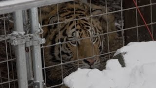 Exotic Pets Threatened Due to Ohio's Pointless New Regulations on Animal Ownership