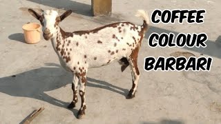 Top Quality Barbari Goats for Sale in Hyderabad Rakshapuram | Coffee Colour Barbari Bakriya in HYD