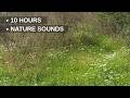10 Hours Nature Sounds | Relaxing Forest Ambience, Birds