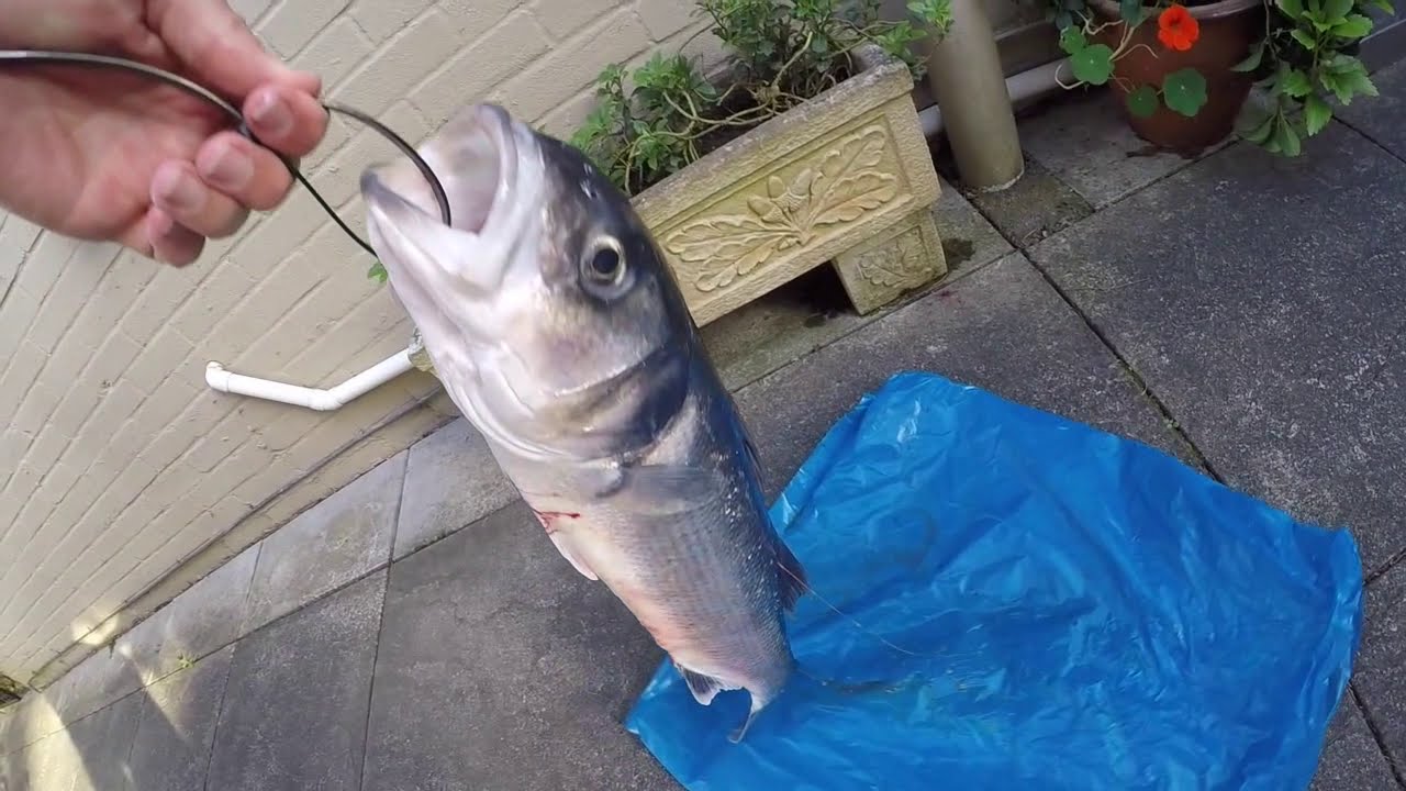 HOW TO SCALE AND FILLET SEA BASS, CAUGHT 20 MILES OFFSHORE.... YouTube