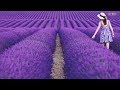 The Most Beautiful Lavender Flowers in the World