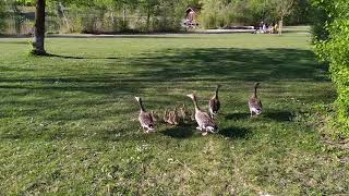 Geese at the Perachsee lake.