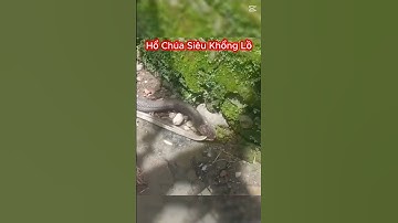 Bắt Gặp Rắn Hổ Mang Chúa Khổng Lồ Đang Ngậm Hai Con Rắn Trong Miệng #shorts #rắnđộc #snake