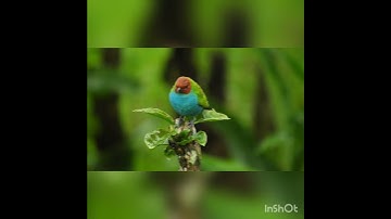 تلاوت زیبای سوره اخلاص با صدای زیبای قاری صاحب راعدالکردی