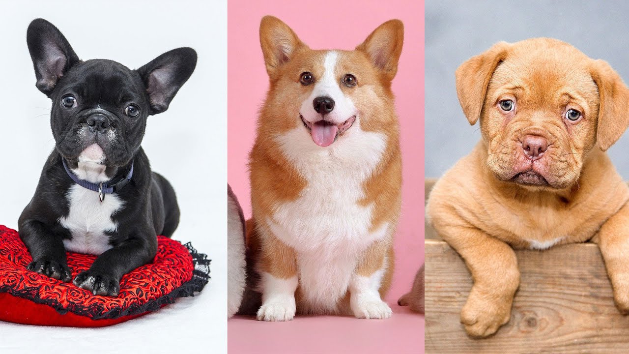 Cute Pets animal | Awesome Funny Pet Animals' Life Videos - YouTube