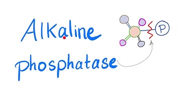 Alkaline Phosphatase (ALP) | Lab Test 🧪