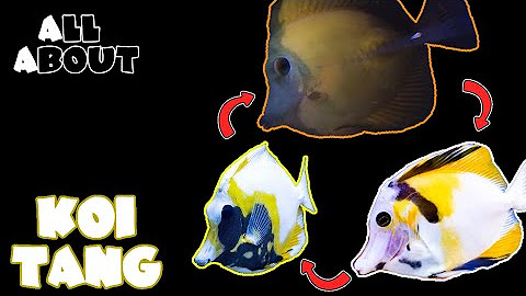 www.youtube.com