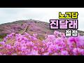 🗓️4월 29일 풍경 🌸우리나라에서 가장 높은 진달래밭 지금 절정!! 지리산 노고단 진달래(성삼재~노고단 등산)