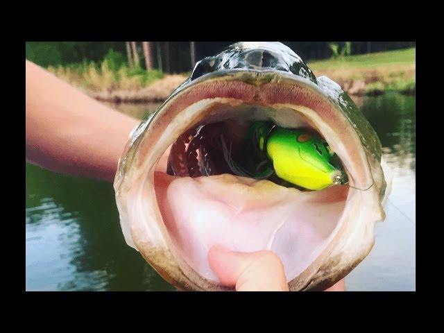 Topwater Bass Fishing Blowups Series 10 - Colossal Frog Strikes 