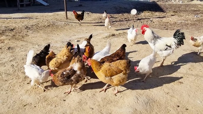 Сексуалды брюнеткалармен порно Ішекке боялған ауыз