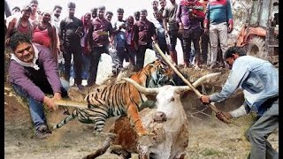 AN UNEQUAL BATTLE! TIGER FAILS WHILE ATTACKING COWS