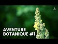 Aventure botanique 1   la rencontre des plantes sauvages comestibles et toxiques de france