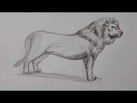 How to draw a Lion pencil Sketch step by step - YouTube