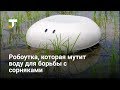 Инженеры Nissan создали робоутку, которая мутит воду и защищает рисовые поля от сорняков