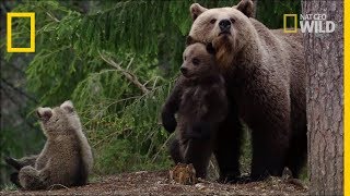 Une mère et ses oursons