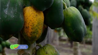 Importante estudio del IPAVE sobre virus que afecta el cultivo de papaya