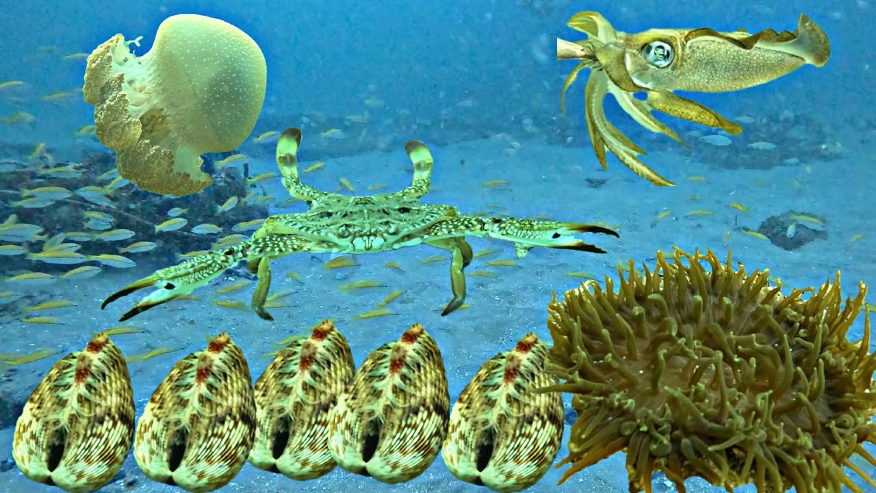 Trúng Lớn Ổ Hải Sản Đắt Tiền Nằm Ở Điểm Chà Chưa Ai Bắt kiếm Hơn Triệu Ngày | P 861