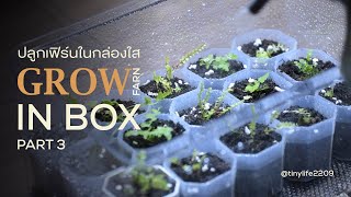 ลองปลูกเฟิร์นที่ไม่รู้จัก | Plant "Unknown ferns" in the box | Part 3