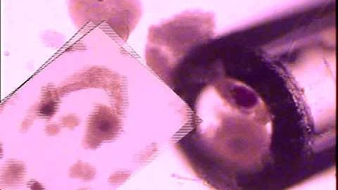 Oocyte selection for bovine IVF