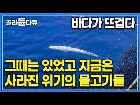 방어 수백 마리가 한꺼번에 얼어 죽어버렸다ㅣ수온 상승과 늘어나는 괴생물체에 <strong>적응하지</strong> 못하는 물고기들의 최후ㅣ지구 온난화가 쏘아 올린 바다의 위기ㅣ#골라듄다큐