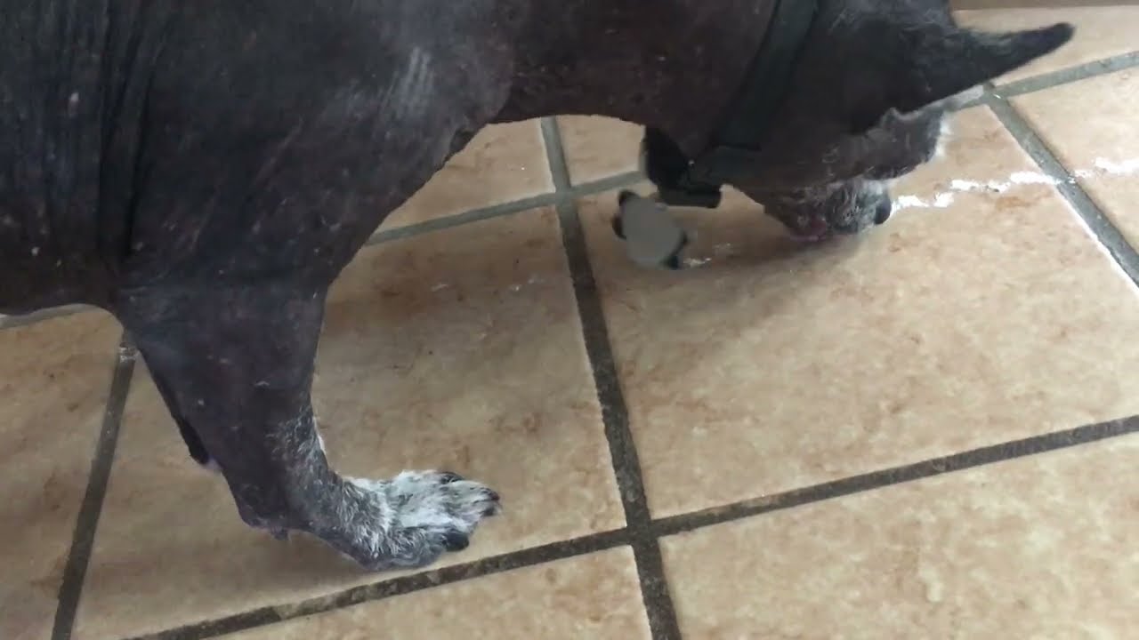 Kelev does a line .... of glycine