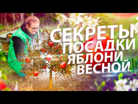 КРУПНЫЕ ЯБЛОКИ В СИБИРИ! СЕКРЕТЫ ПОСАДКИ ЯБЛОНЬ ВЕСНОЙ