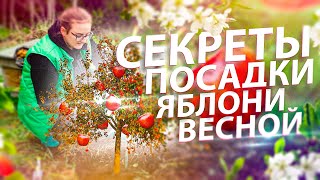 КРУПНЫЕ ЯБЛОКИ В СИБИРИ! СЕКРЕТЫ ПОСАДКИ ЯБЛОНЬ ВЕСНОЙ